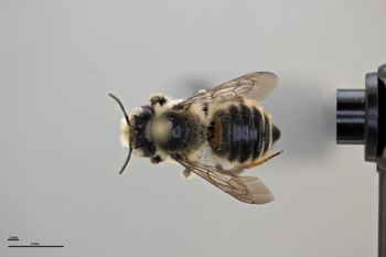Media type: image;   Entomology 610886 Aspect: habitus dorsal view